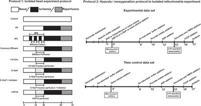 Exogenous 10 kDa-Heat Shock Protein Preserves Mitochondrial Function After Hypoxia/Reoxygenation